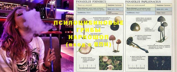 ГАЛЛЮЦИНОГЕННЫЕ ГРИБЫ Заволжск